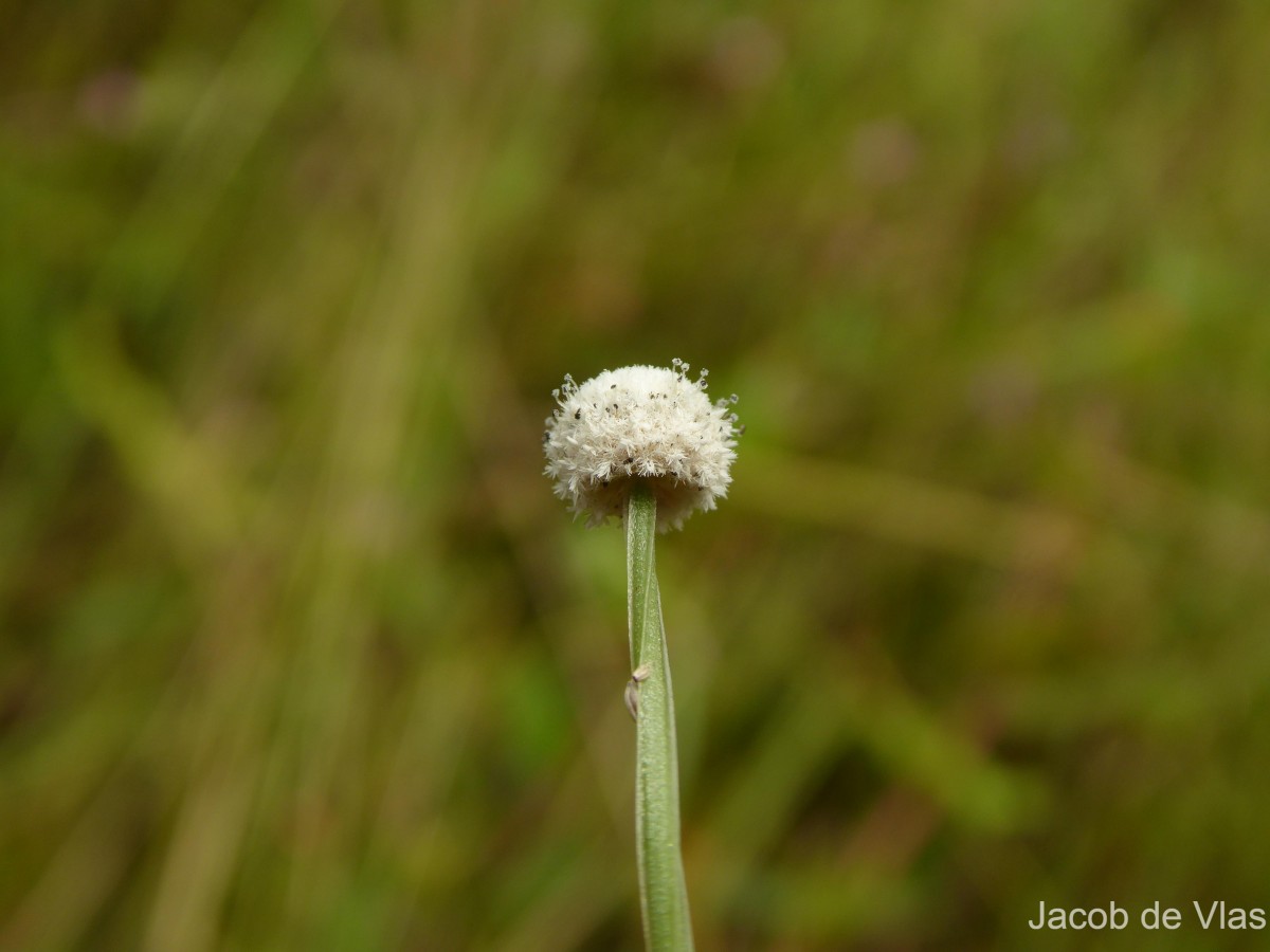 Eriocaulon quinquangulare L.